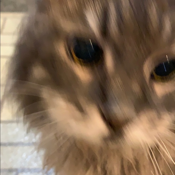 Meet your Posher, Brenda - Picture 1 of 1